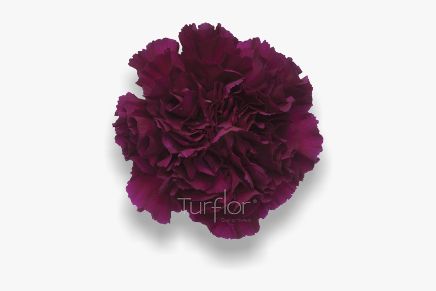 Carnation, HD Png Download