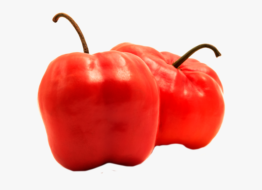 Rocoto Png, Transparent Png