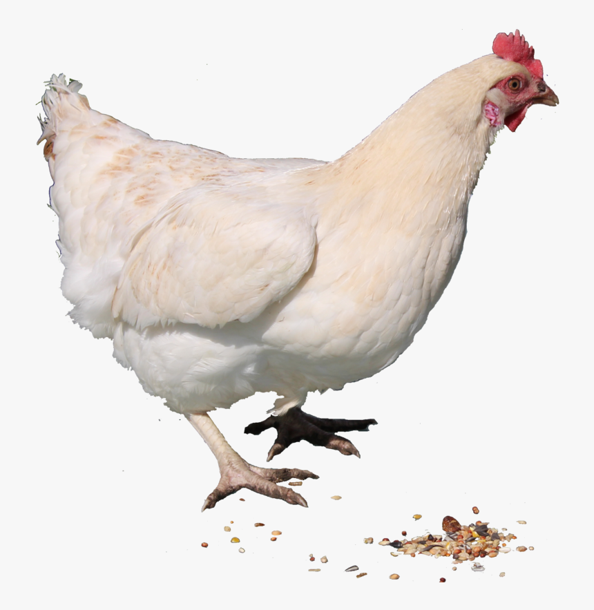 White Chicken Png Image - Hen Chicken Png, Transparent Png