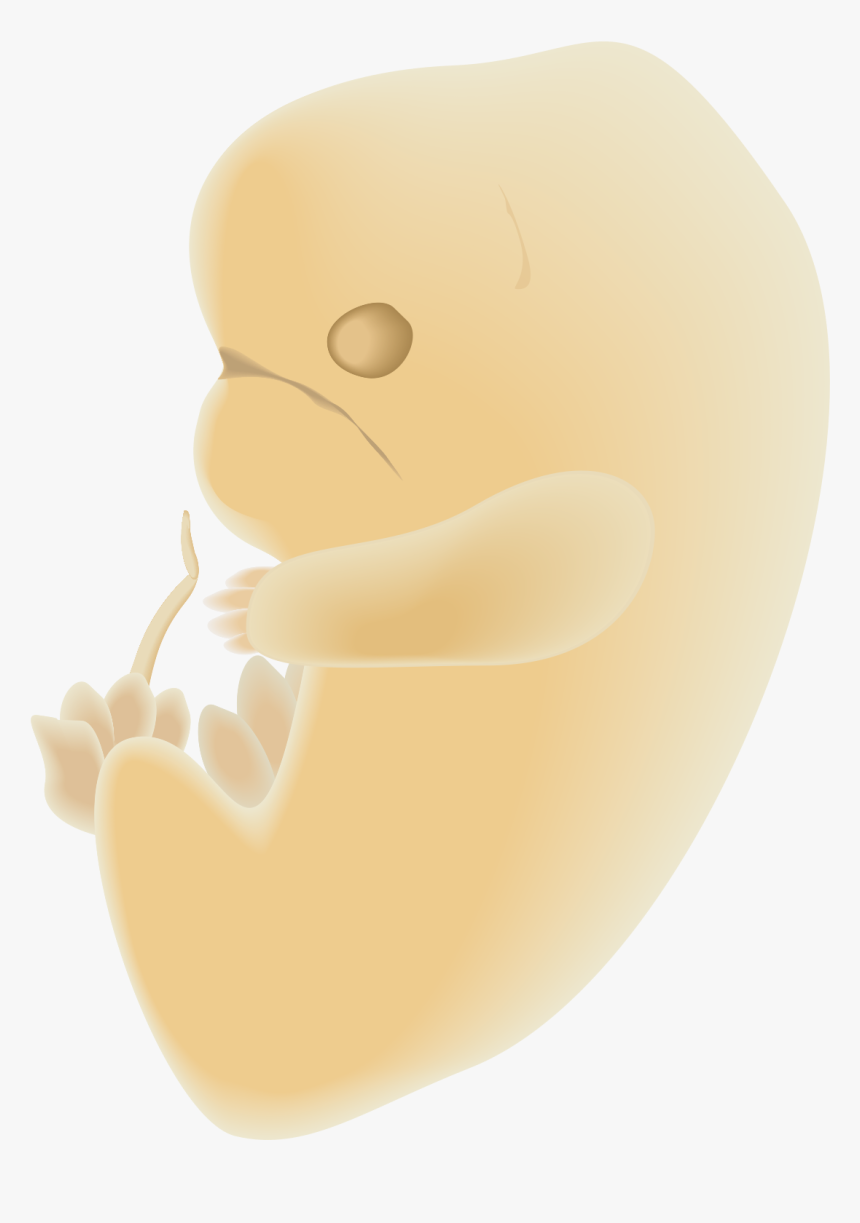 Duck, HD Png Download