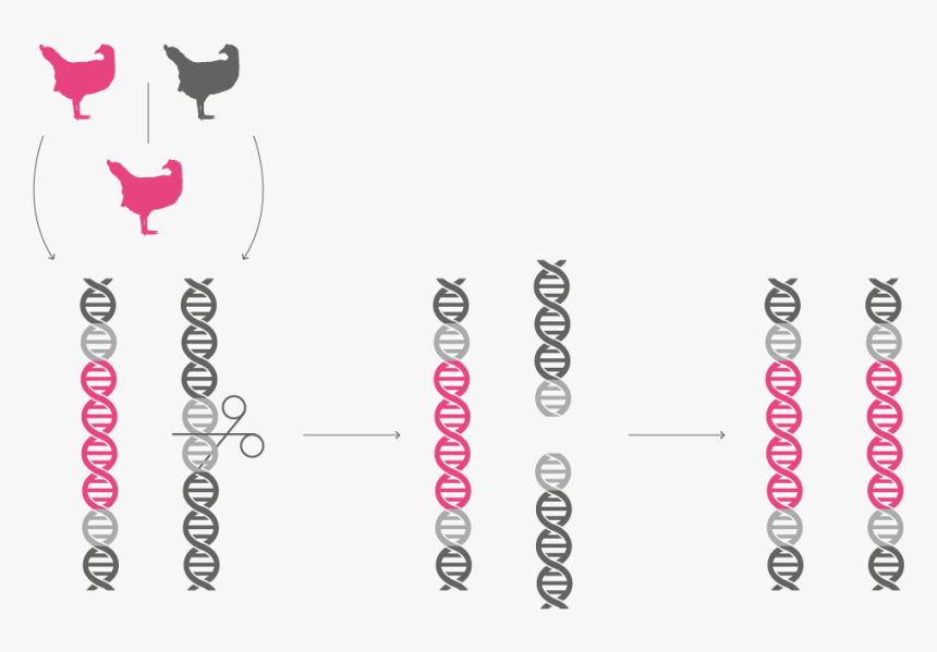 Genedrive-chromosome - Graphic Design, HD Png Download