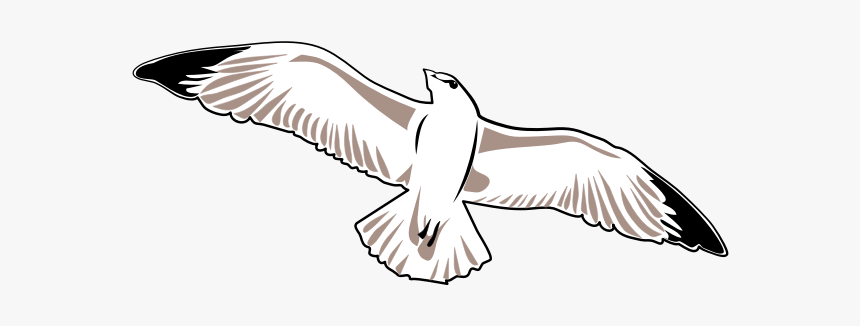 Seagull Vector Image - Zeemeeuw Tekening, HD Png Download