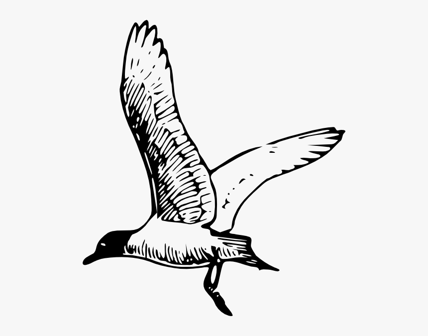 Seagull Clipart Black And White, HD Png Download