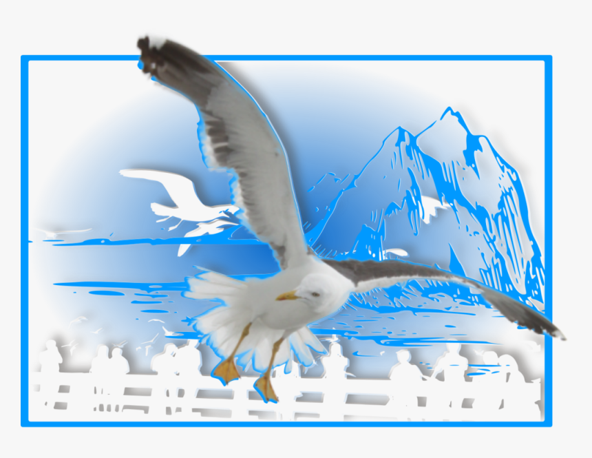 Seagull Silhouette Png, Transparent Png
