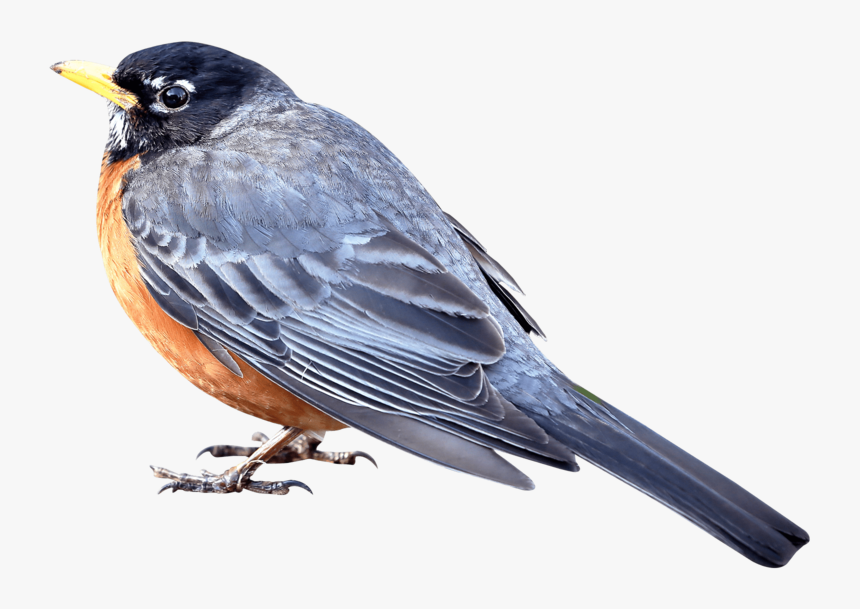 Merle-bird - Transparent Background Bird Png, Png Download