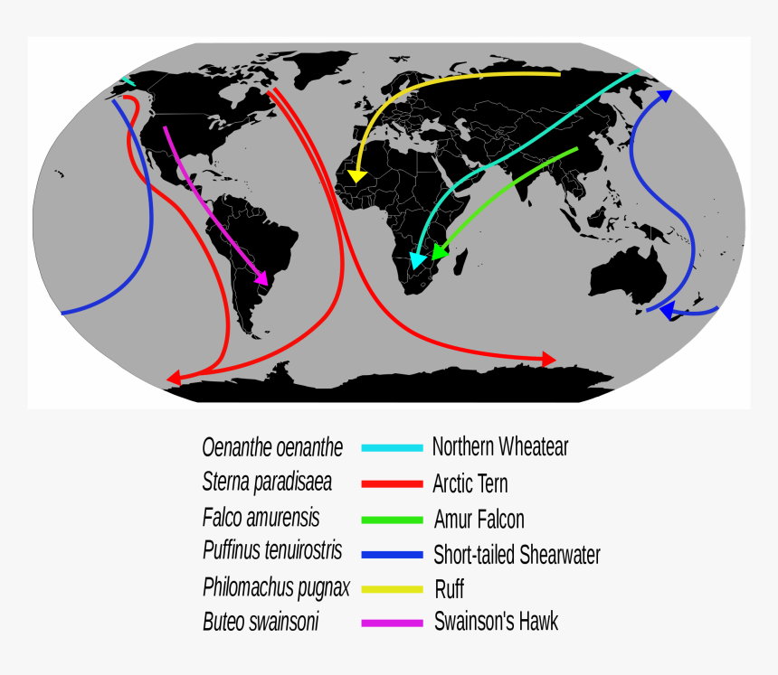 Red Crab Migration Map, HD Png Download