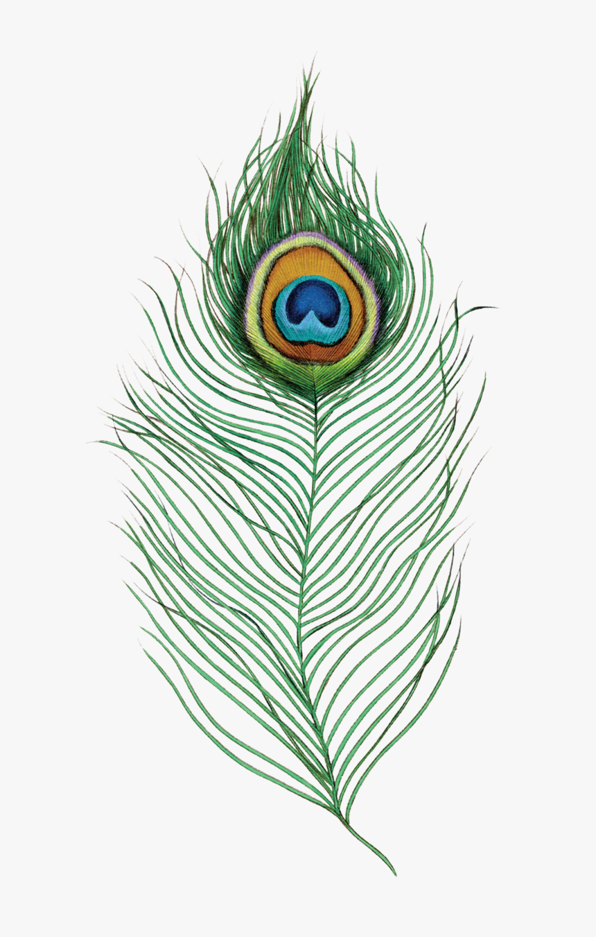 Feather Drawing Png, Transparent Png