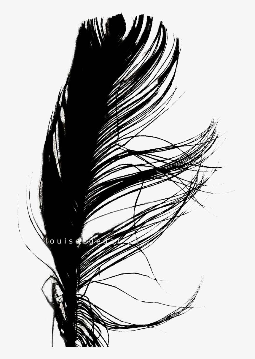 Jpg Transparent Stock Interesting Drawing Feather - Illustration, HD Png Download