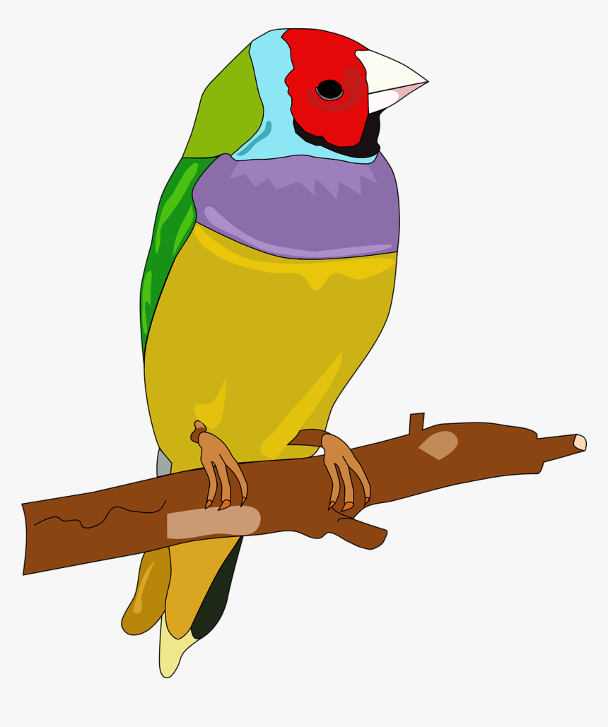 Bird Passerine Color Drawing Feather - Hewan Burung Dengan Warna, HD Png Download