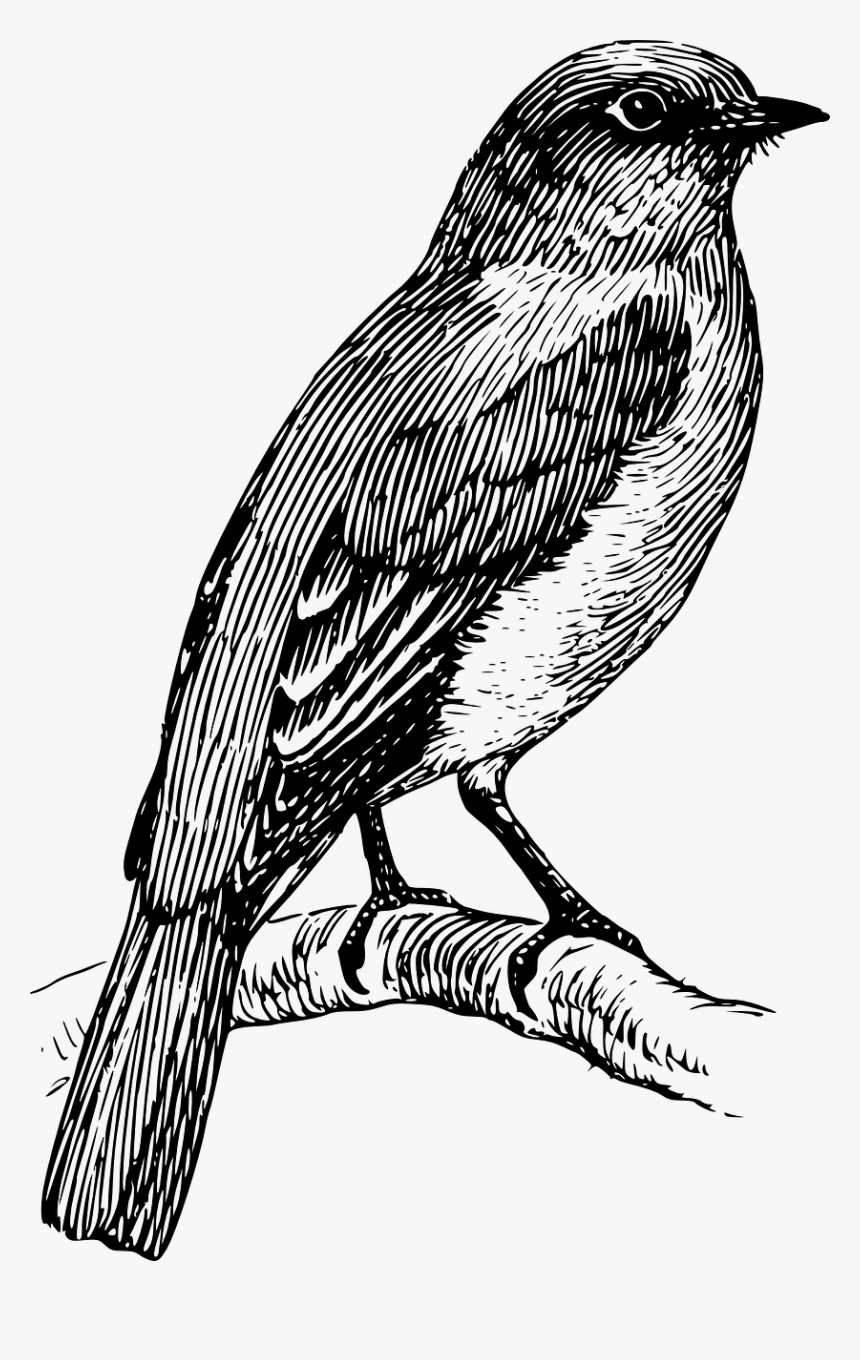 Bluebird Clipart Black And White, HD Png Download , Transparent Png