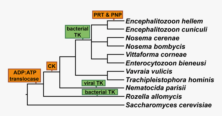 William Alexander Research Interests - Lattes Platform, HD Png Download