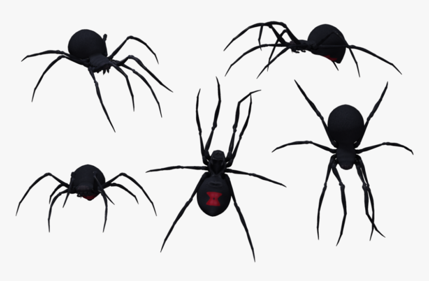 Download Black Widow Spider - Black Widow Vs Southern Black Widow, HD Png Download
