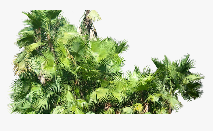 Tropical Plant Pictures Acoelorrhaphe Wrightii - Transparent Background Tropical Ferns Png, Png Download