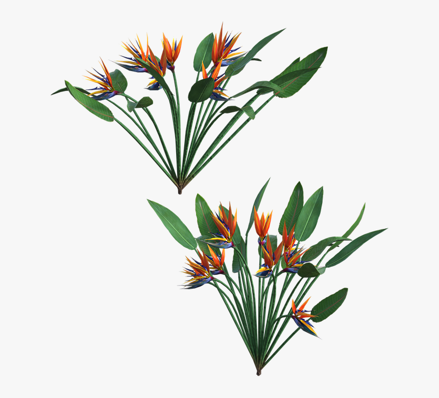 Saffron Crocus, HD Png Download , Transparent Png Image PNGitem
