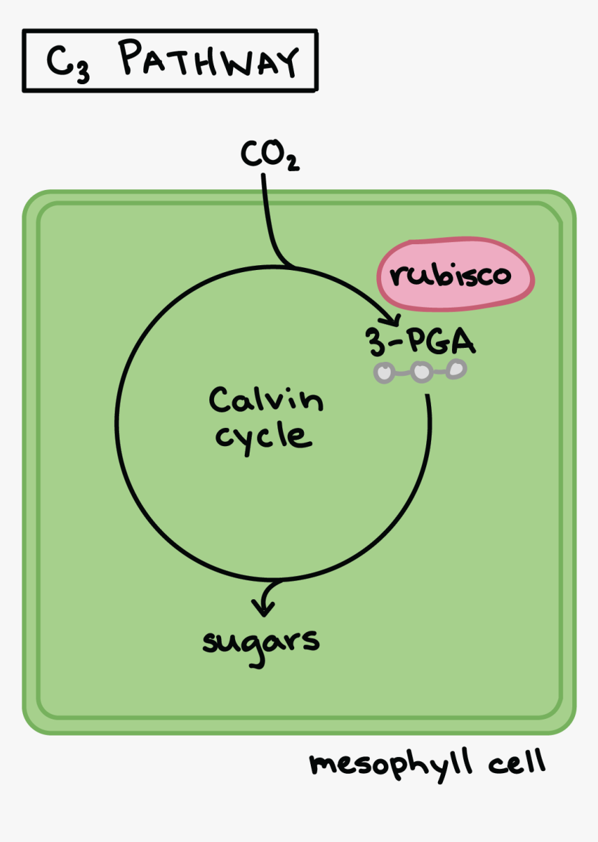 Diagram, HD Png Download