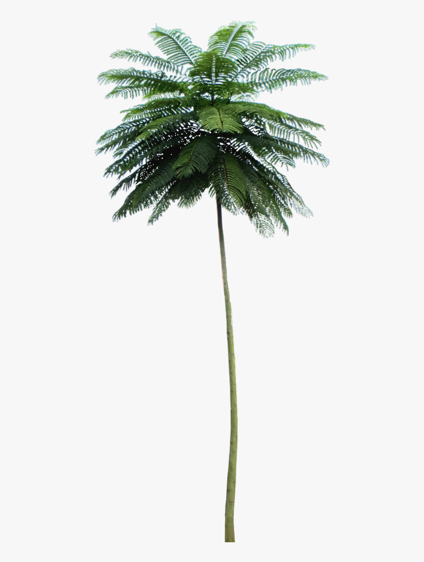 Tropical Plant Pictures Schizolobium Parahyba Png