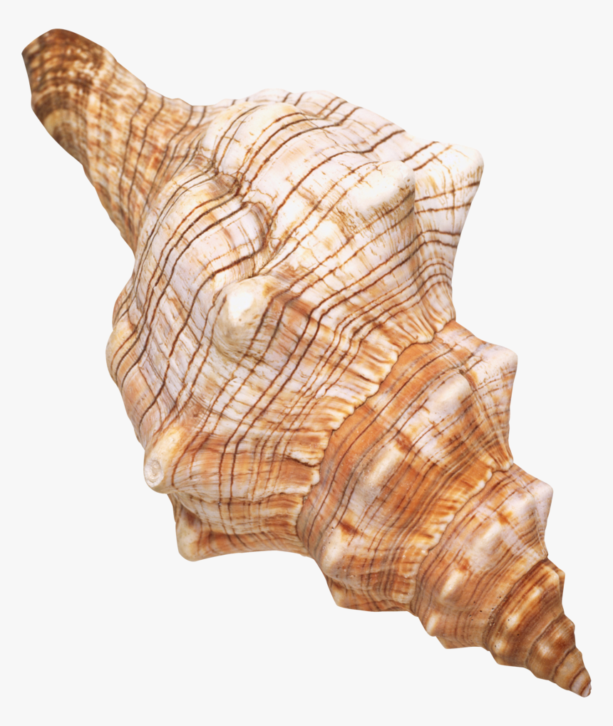 Seashell Background Transparent - Sea Shells With Transparent Background, HD Png Download