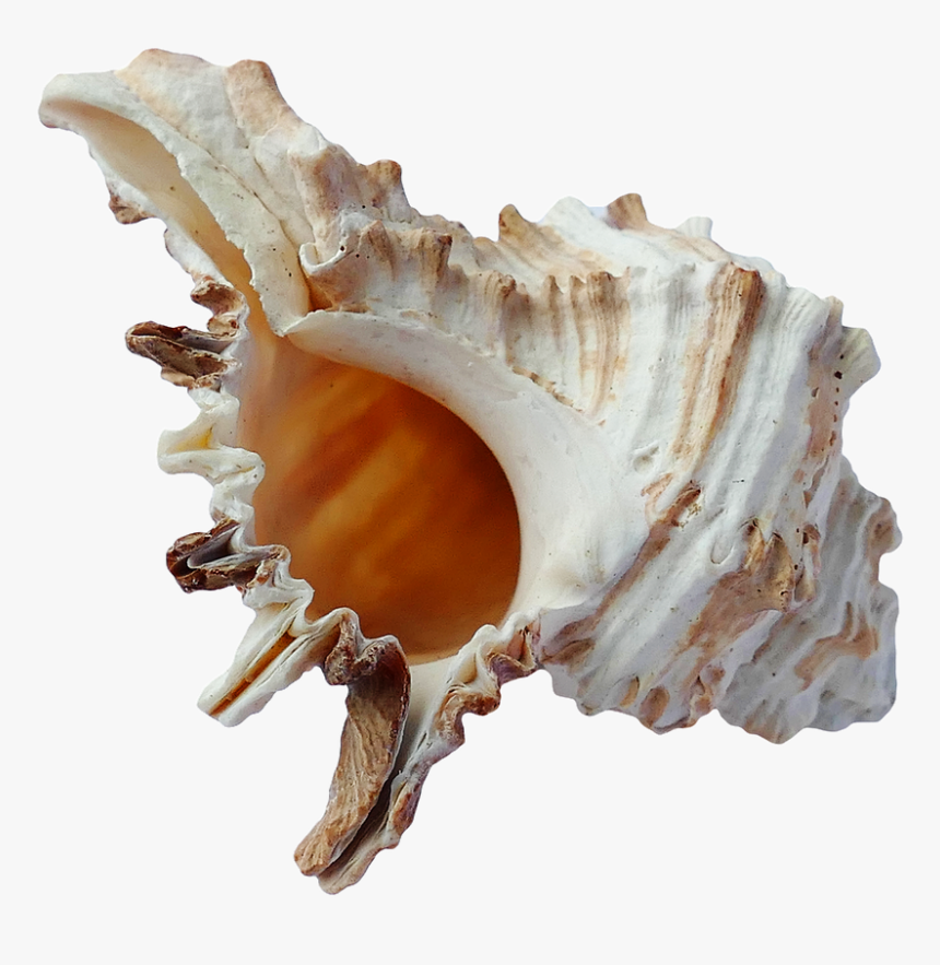 Seashell Png, Transparent Png , Transparent Png Image - PNGitem