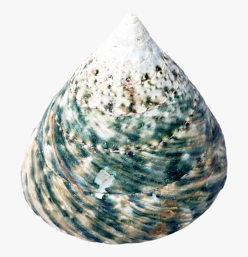 Seashell Restaurant Cockle Clip Art Transprent Png - Seashell, Transparent Png
