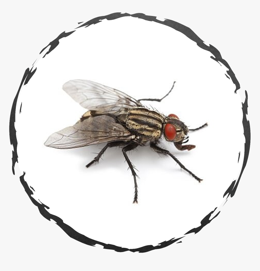 Central Exterminating Services, HD Png Download
