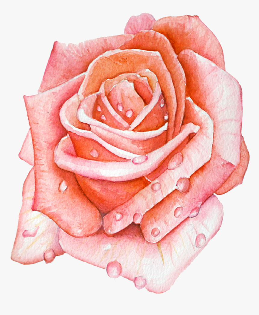 Ashleychase Watercolor Rose - Garden Roses, HD Png Download