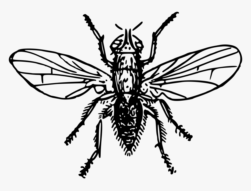 Flies Clipart Insect Wing - Onion Fly Drawing, HD Png Download