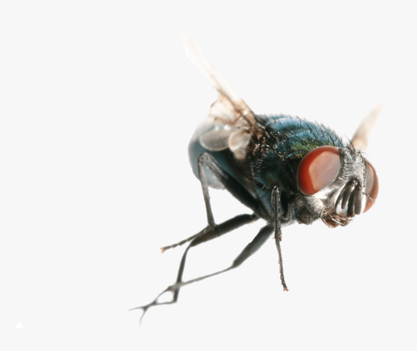 House Fly, HD Png Download