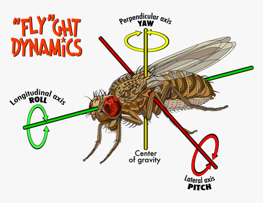 Structure Of Fruit Fly, HD Png Download