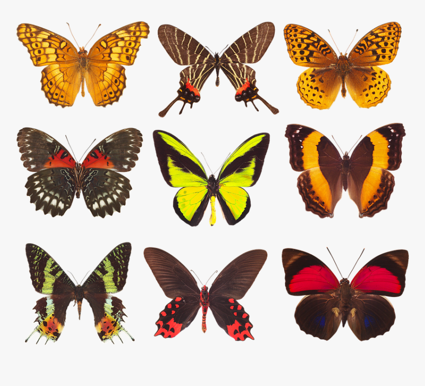Butterfly, HD Png Download