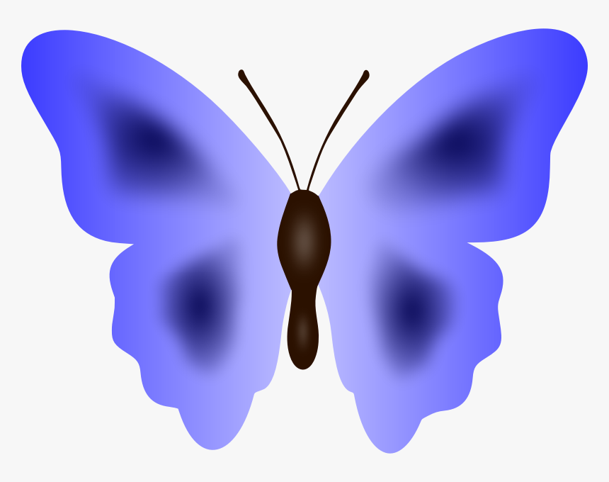 Butterfly - Short-tailed Blue, HD Png Download