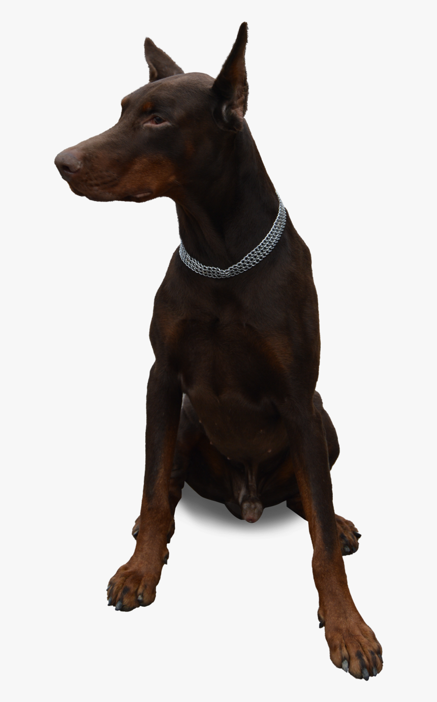 Dog Sitting Png Image - Dog Sitting Png Transparent, Png Download