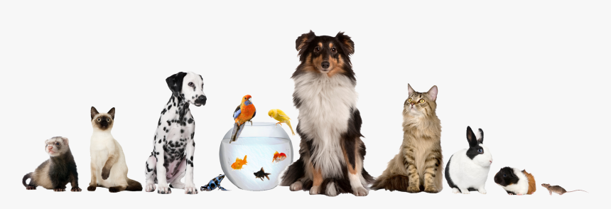 Pet Sitting Dog Daycare Cat - Different Pets, HD Png Download