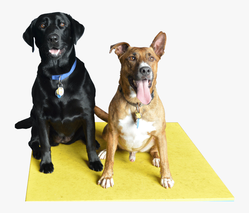 Pet Sitting, HD Png Download