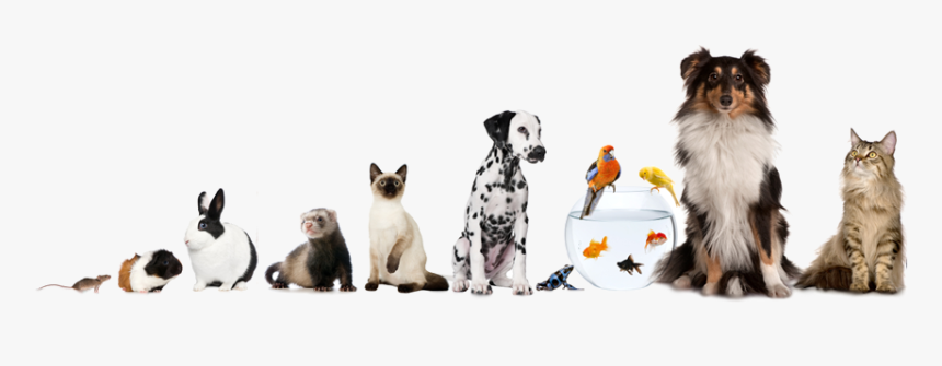 Blessing Of Animals, HD Png Download