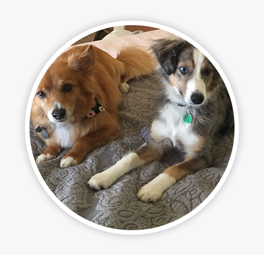 Companion Dog, HD Png Download