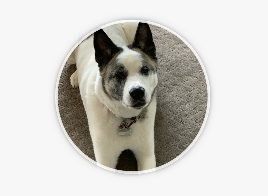 Companion Dog, HD Png Download