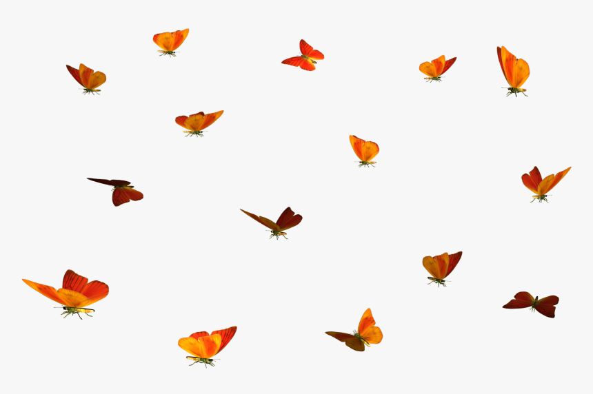 Butterfly, HD Png Download