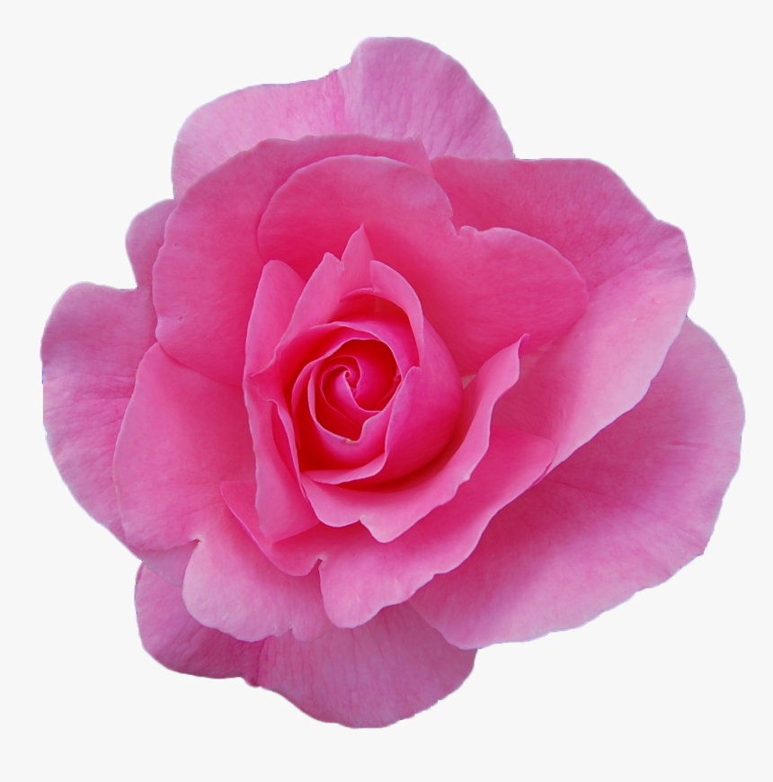 Transparent Roses Png Transparent - Damask Rose Png, Png Download