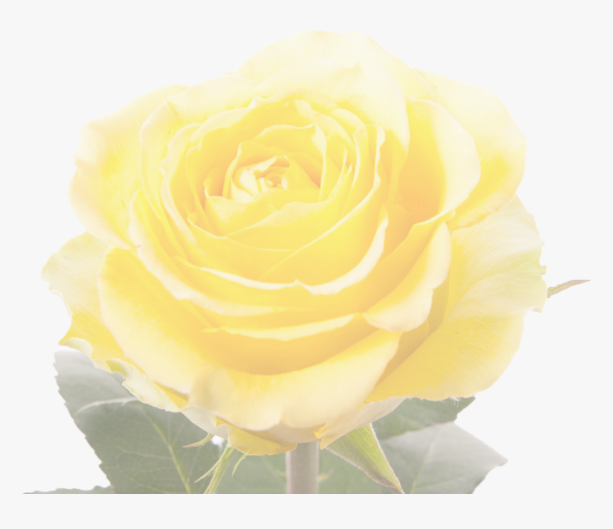 Garden Roses , Png Download - Floribunda, Transparent Png