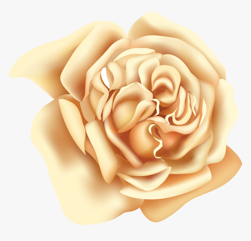 Garden Roses, HD Png Download