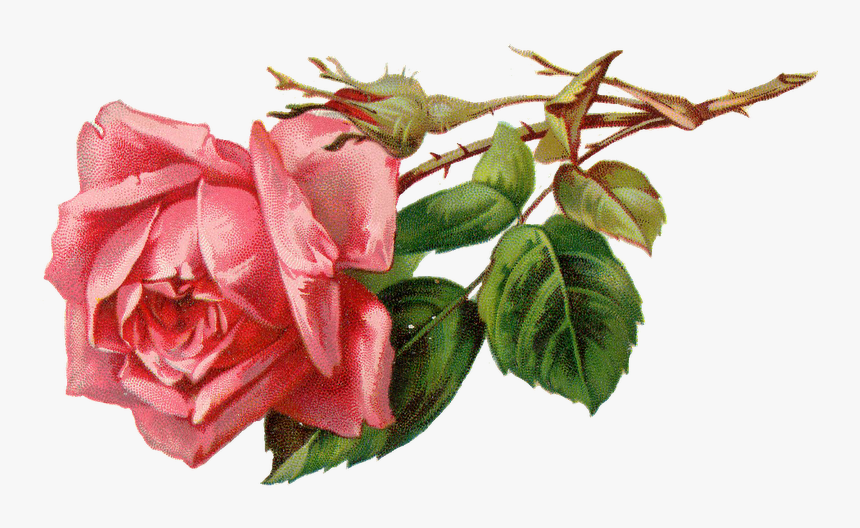 Pink Rose Png - Free Png Vintage Roses, Transparent Png