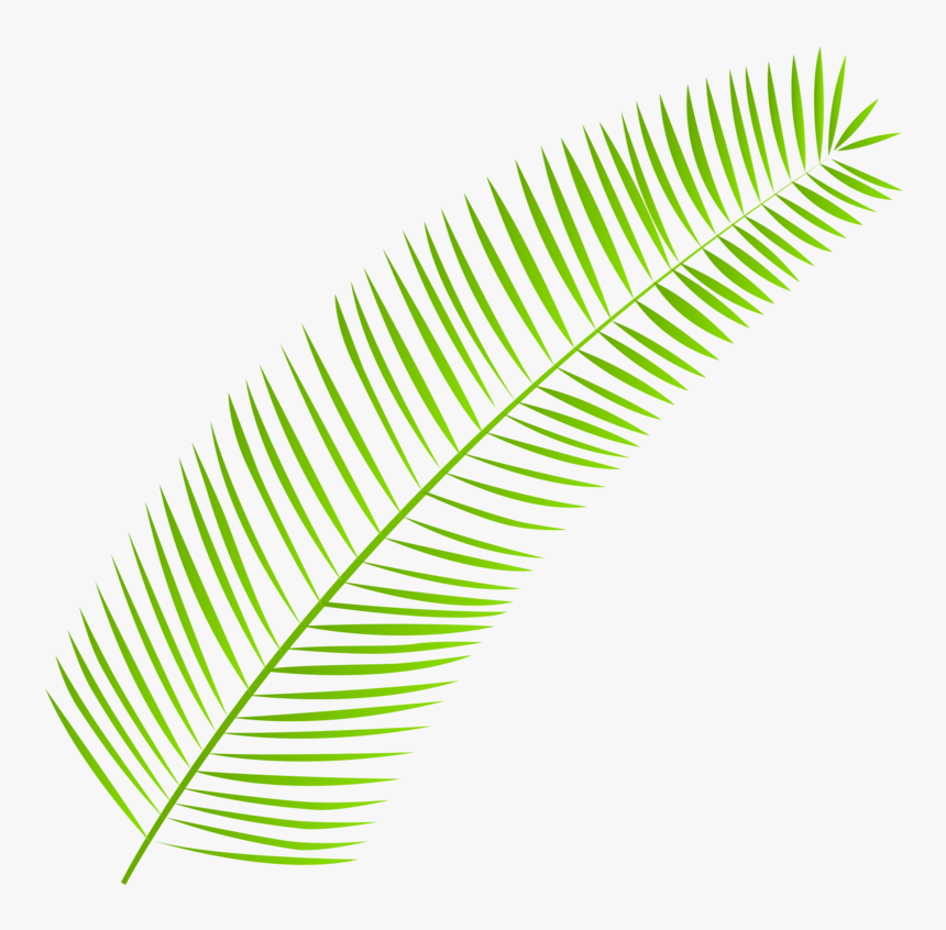 Palm-leaf - Clipart Palm Leaves Png, Transparent Png