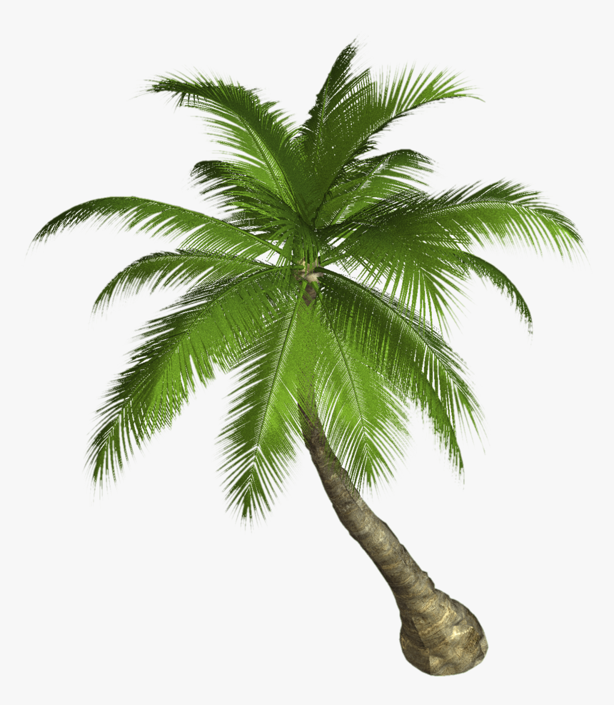 Palm Tree Png - Palm Tree Png Hd, Transparent Png