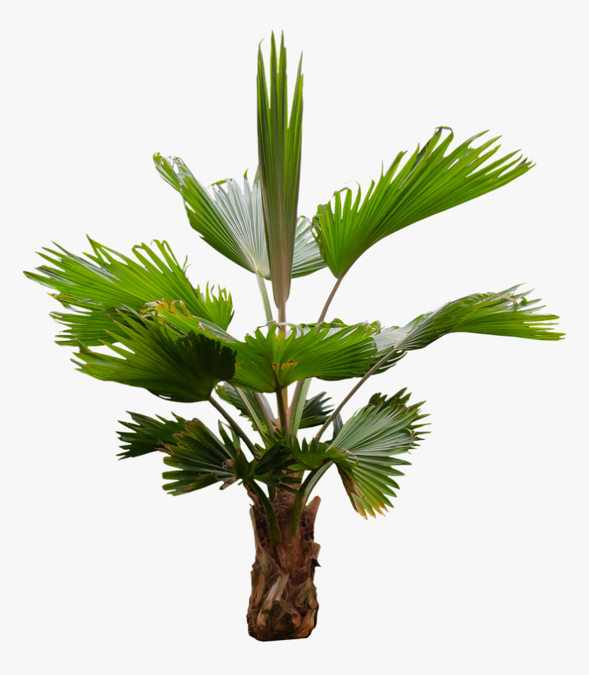 Nature Tree Palm Free Photo - Fronda De Arboles Png, Transparent Png