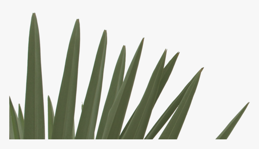 Grass, HD Png Download