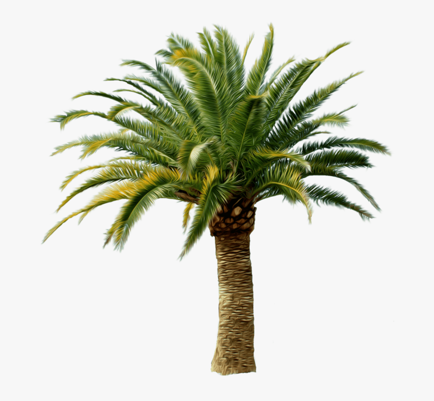 Palm Tree Png - Date Palm Tree Png, Transparent Png