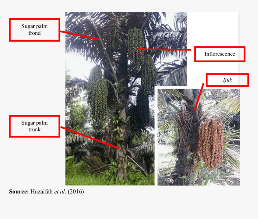 Asian Palmyra Palm , Png Download - Attalea Speciosa, Transparent Png