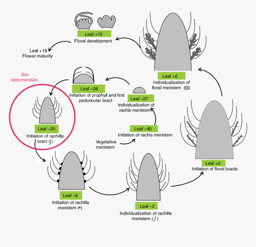 Diagram, HD Png Download