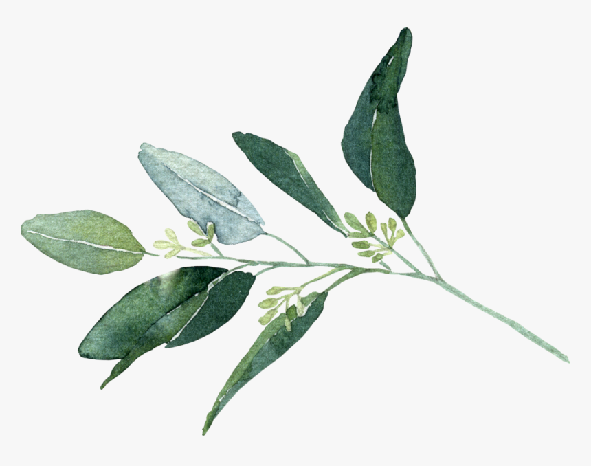Seeded Eucalyptus - Bay Laurel, HD Png Download