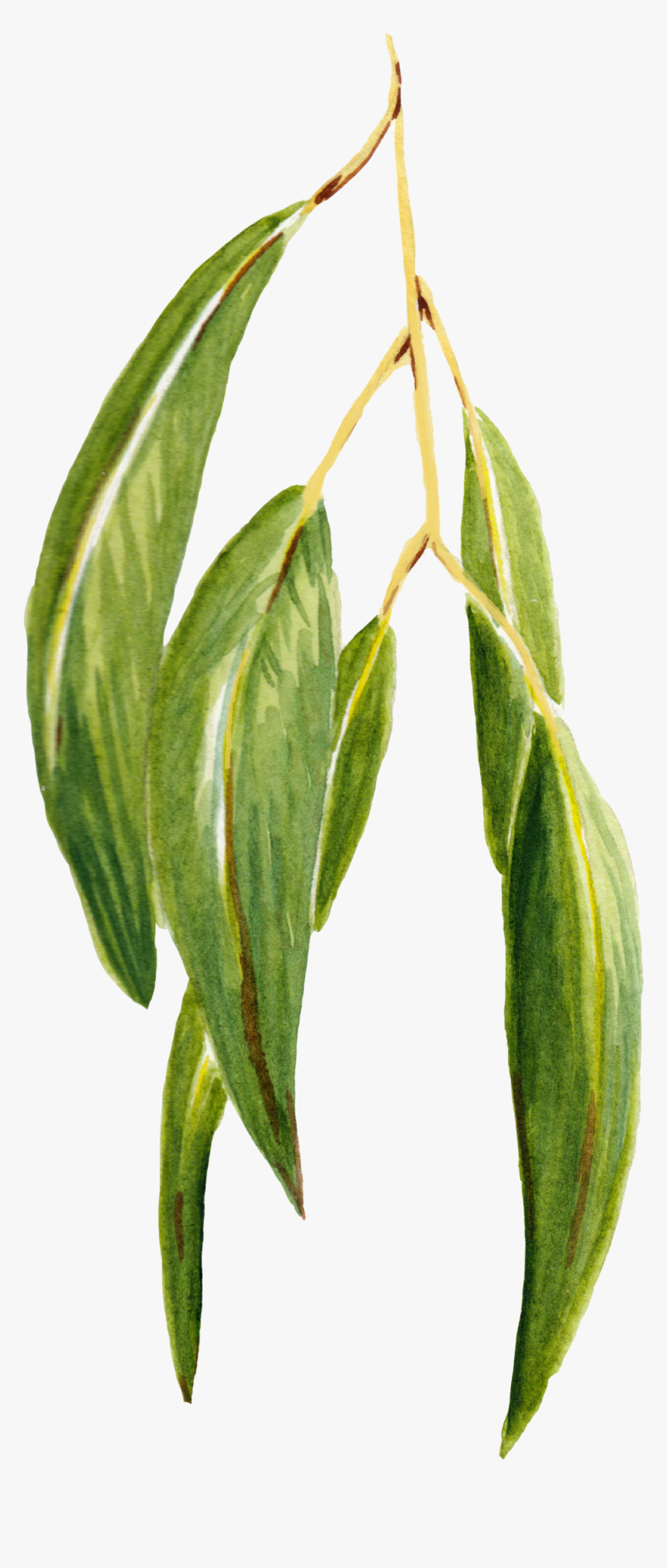 Eucalyptus - Tea Plant, HD Png Download